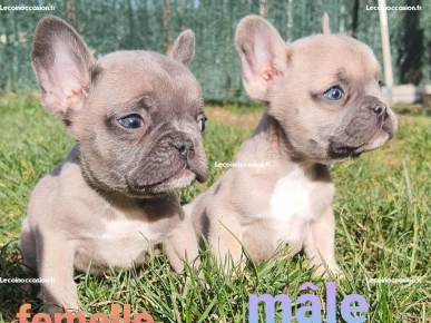 Bouledogue français bleu fawn