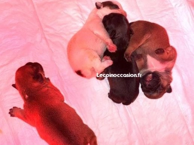 Chiots bouledogue français Chiots bouledogue français