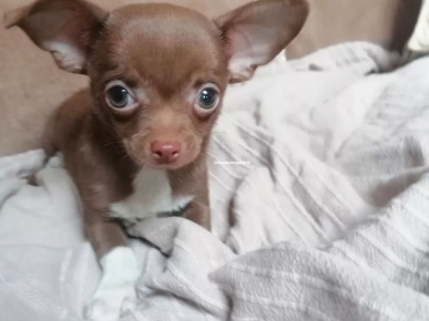 Chihuahua LOF Chihuahua LOF