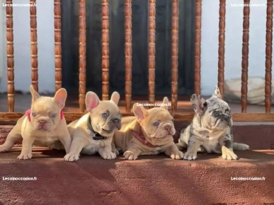Chiot mâle et femelle bouledogue français Âgés de 3 mois Chiot mâle et femelle bouledogue français Âgés de 3 mois