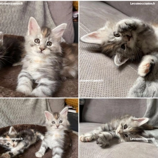 Chatons Maine coon Chatons Maine coon