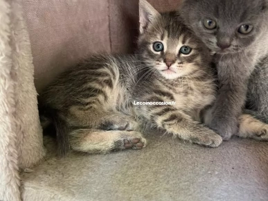 Chaton scotısh fold Chaton scotısh fold