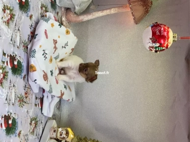 chihuahuas chihuahuas