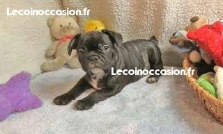 Chiot type bouledogue francais noir à donner Chiot type bouledogue francais noir à donner