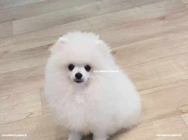 Adorable Spitz nain femelle Adorable Spitz nain femelle