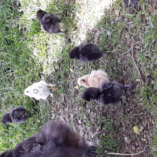 Poussin de soie 5€ Poussin de soie 5€