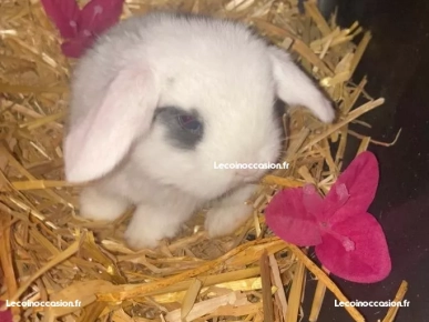 LAPIN Bélier MINILOP