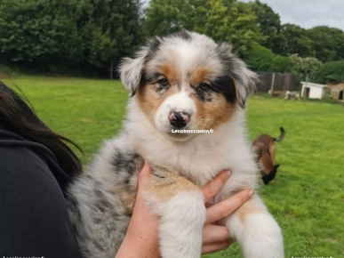 MAGNIFIQUE ET ADORABLE CHIOT BERGER AUSTRALIEN MAGNIFIQUE ET ADORABLE CHIOT BERGER AUSTRALIEN
