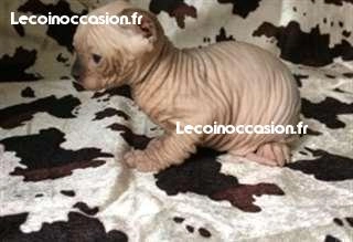 Très beau chaton nu, sans poils sphynx à donner Très beau chaton nu, sans poils sphynx à donner