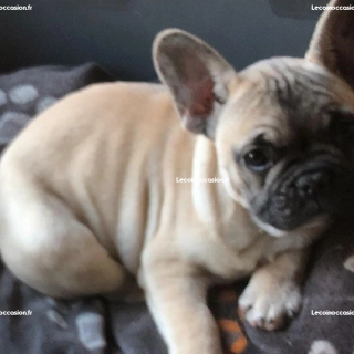 Jolie femelle Bouledogue Français L.O.F Jolie femelle Bouledogue Français L.O.F