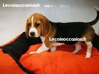 Chiot beagle cherche un nouveau maitre Chiot beagle cherche un nouveau maitre
