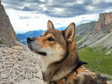 Saillie Shiba Inu LOF confirmé Saillie Shiba Inu LOF confirmé