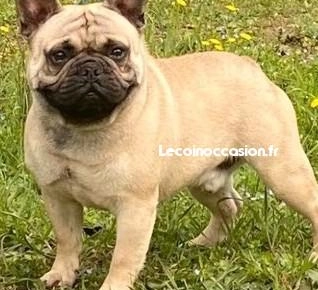 Saillie bouledogue français lof