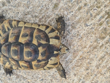 Terrarium de tortue Terrarium de tortue