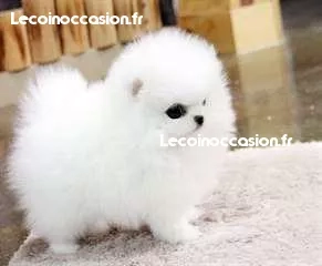 magnifique chiot Pomeranien propre, sociable, aucun souci magnifique chiot Pomeranien propre, sociable, aucun souci
