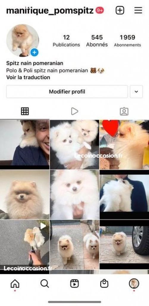 Spitz nain pomeranian mini saillie