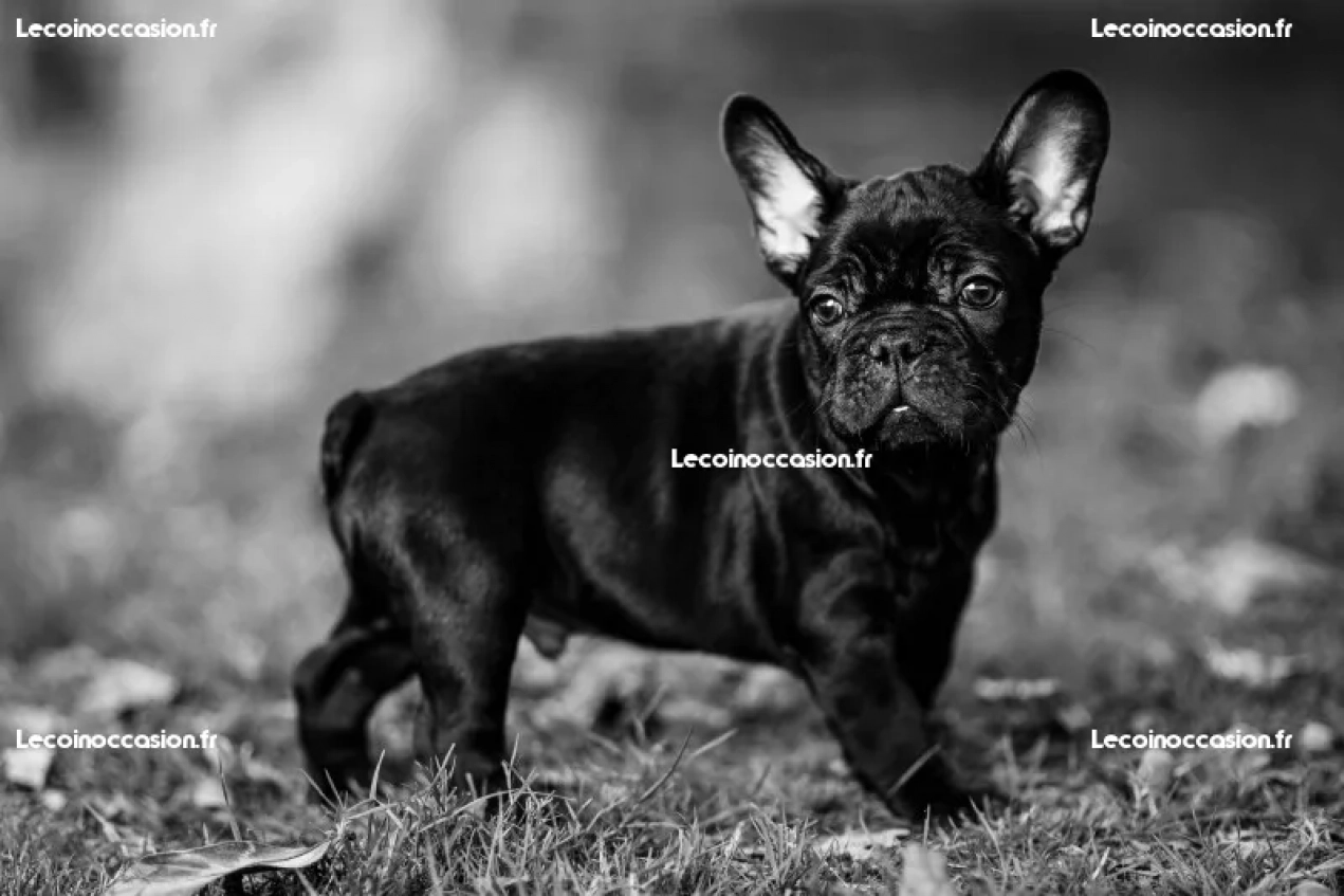 Beaux chiots Bulldog français pour adoption urgent
