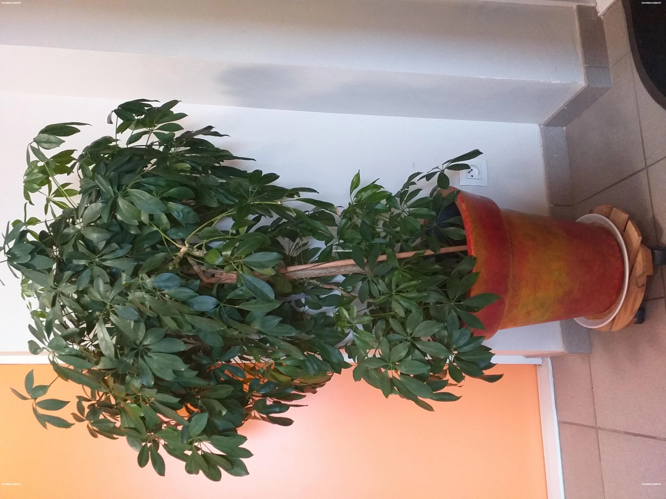 Plante d'intérieur