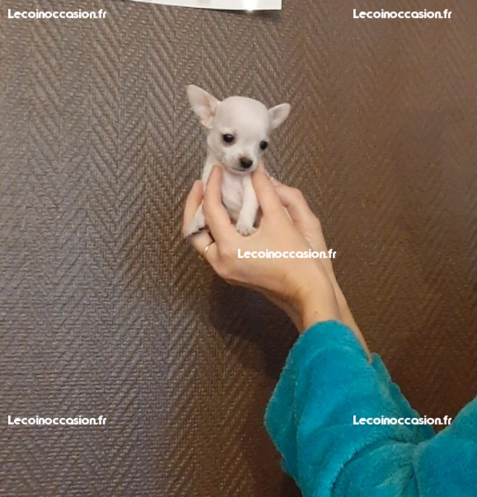 Chihuahua miniature