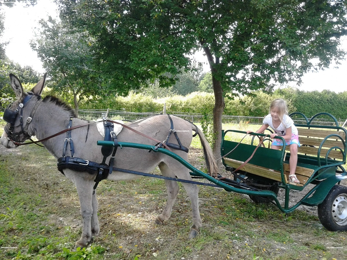 Charette cheval