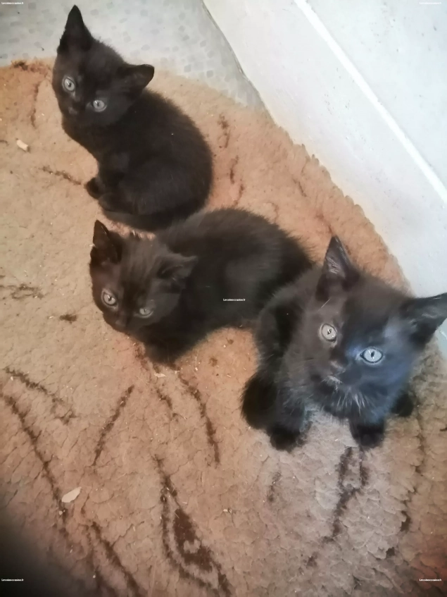 Adorables chatons!
