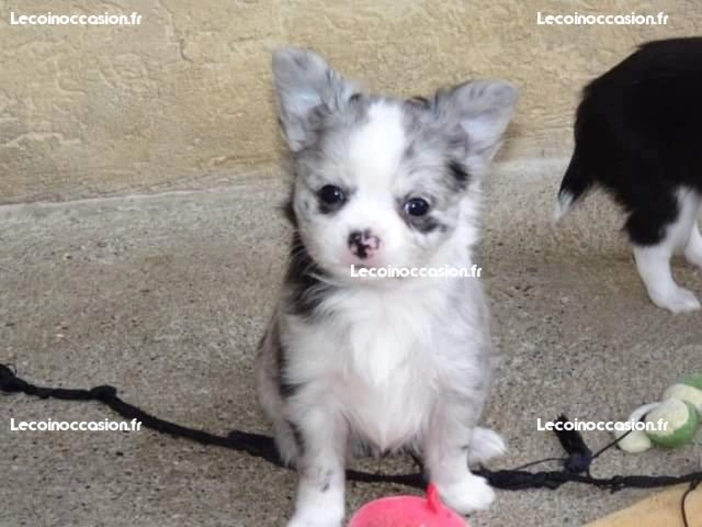A donner chiot  chihuahua femelle