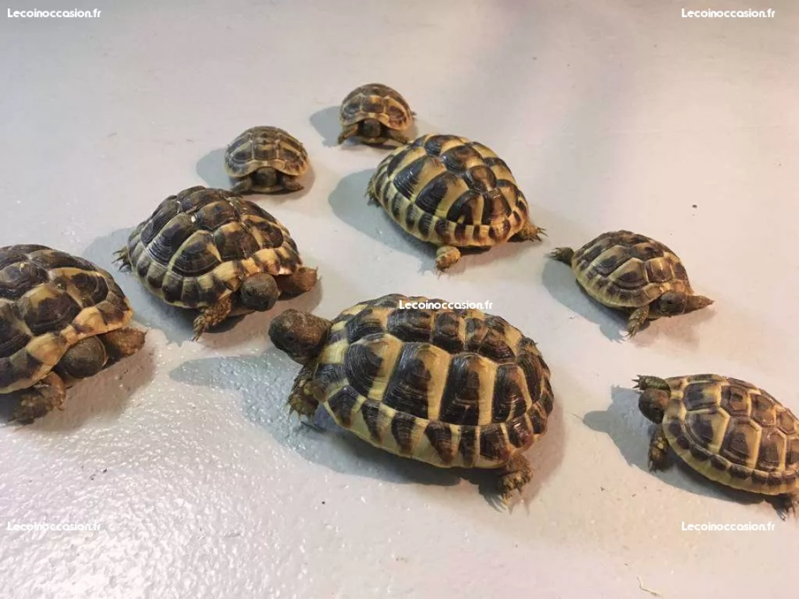 Superbes Tortues terrestres Hermann Testudo Hermanni Hermanni