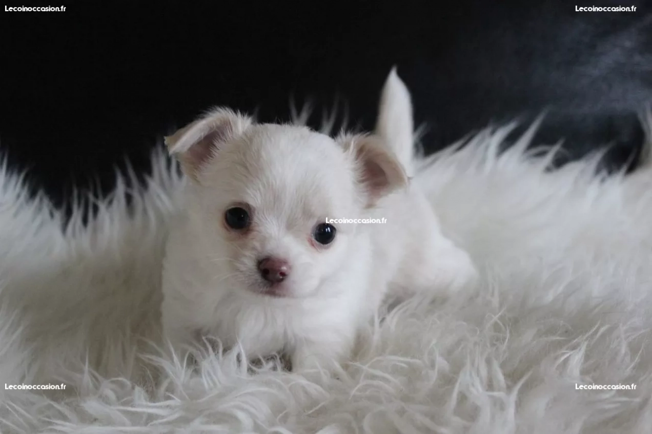 A donner chiot chihuahua femelle