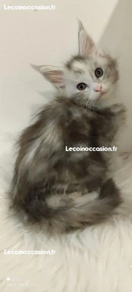 Chatons maine coon LOOF