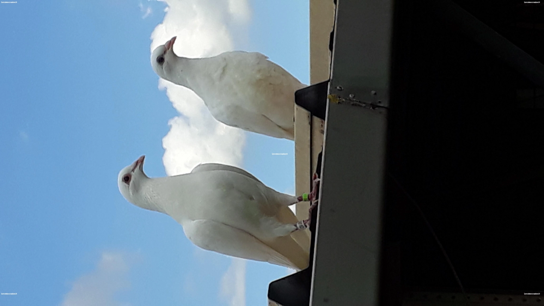 Pigeons voyageurs