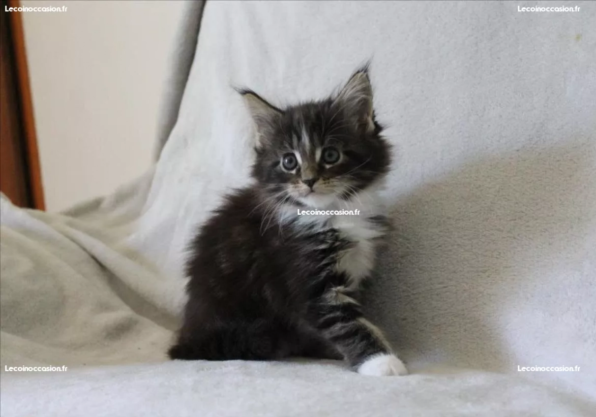 Adorable Chaton Maine Coon Femelle A Donner