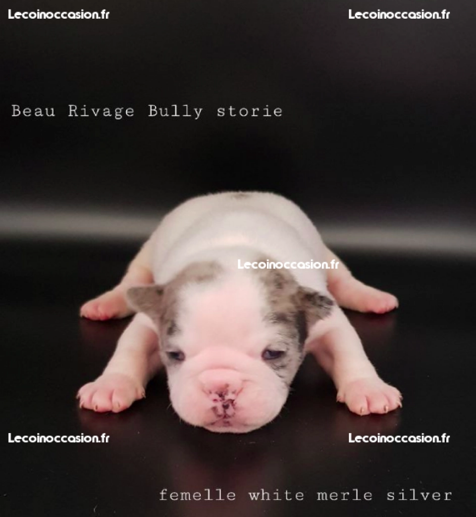 Magnifiques chiots American Bully merle