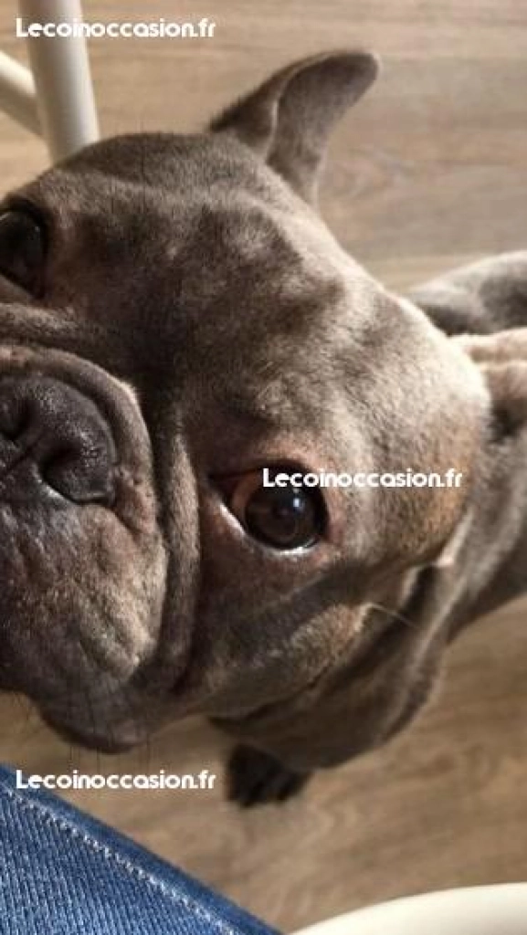 Saillie bouledogue français bleu