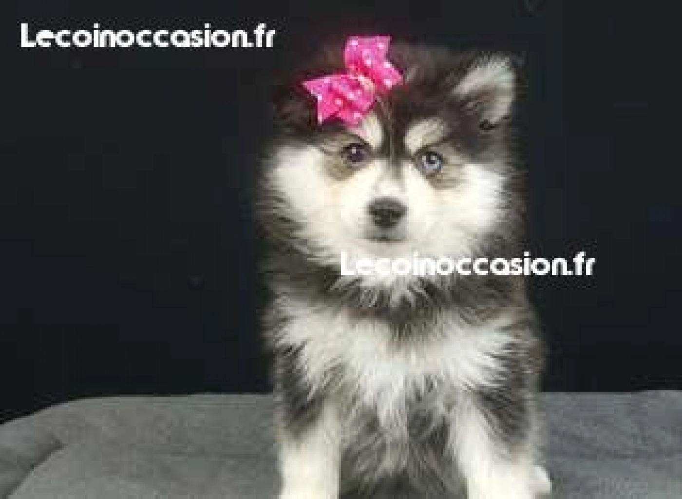 Pomsky A Donner Gratuitement