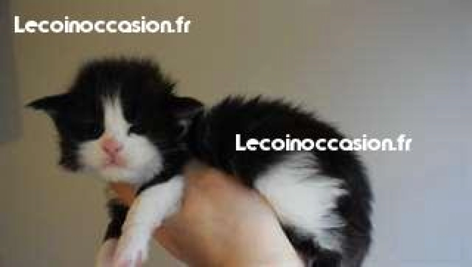 Chatons maine coon à donner contre bons soins tinast.fr