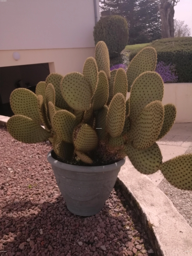 Plante Cactus