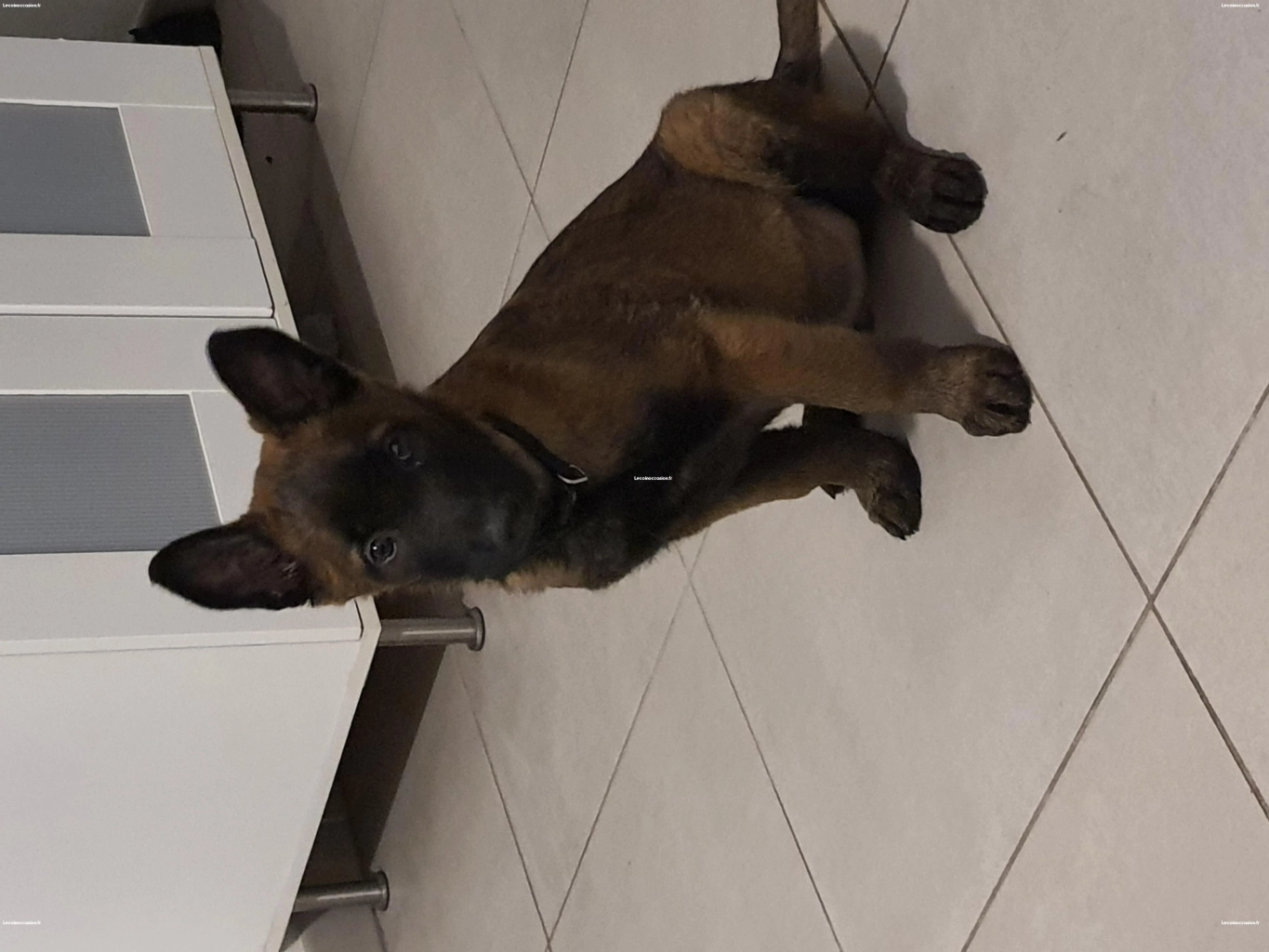 Chiot malinois